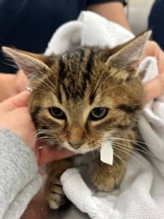 Gypsie - Domestic Shorthair cat available for adoption at SPA de Québec in Quebec City