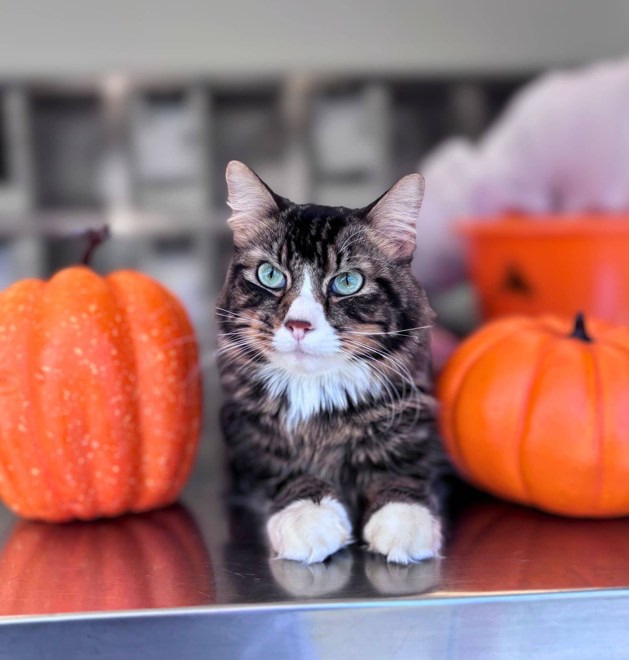 Klaxon - Domestic Shorthair available for adoption