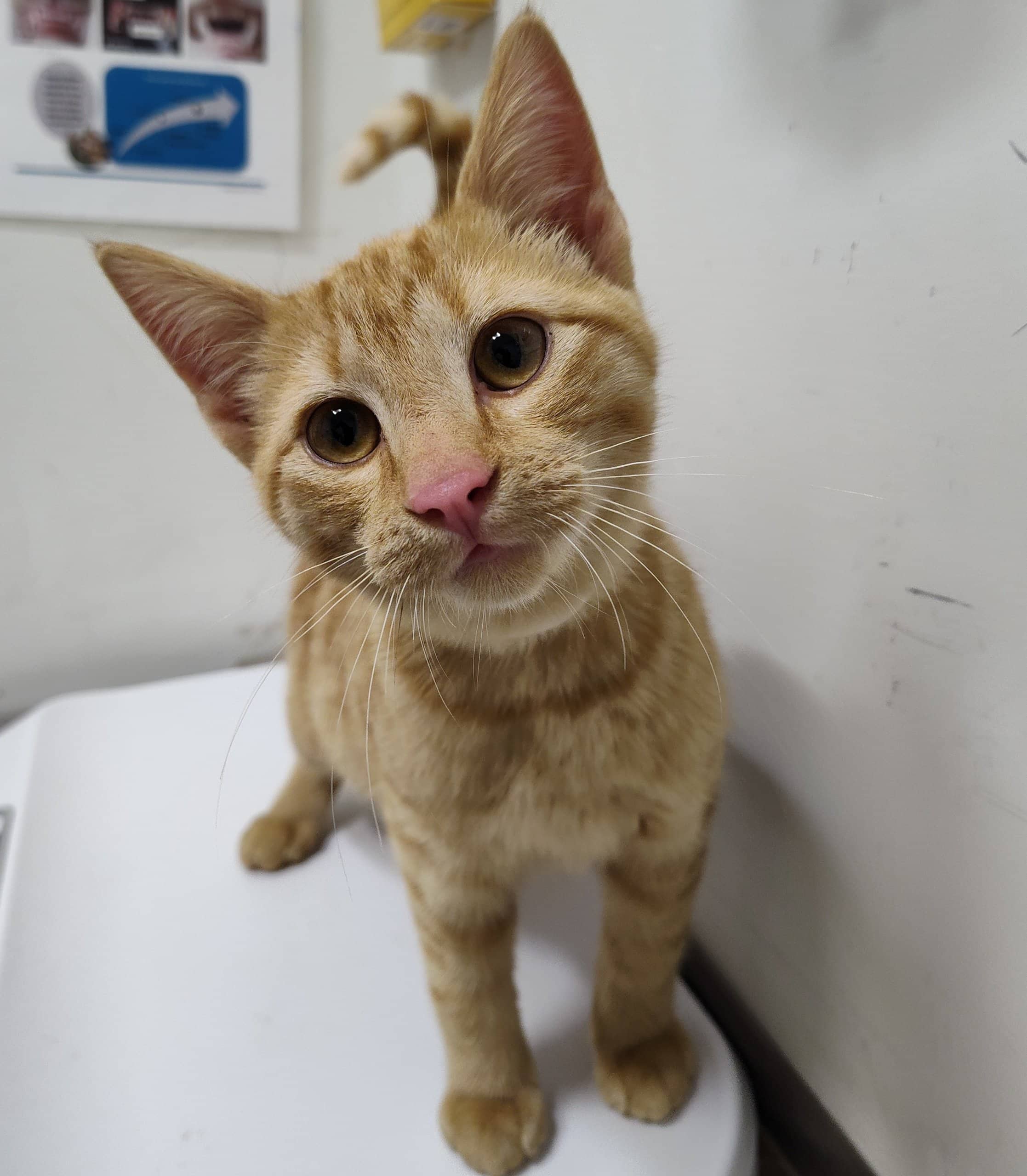 Rétine - Domestic Shorthair available for adoption
