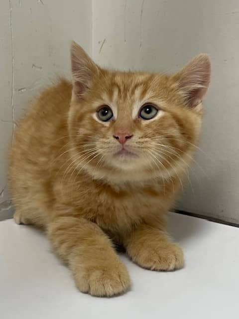 Phosphore - Domestic Shorthair cat available for adoption at SPA de Québec in Quebec City