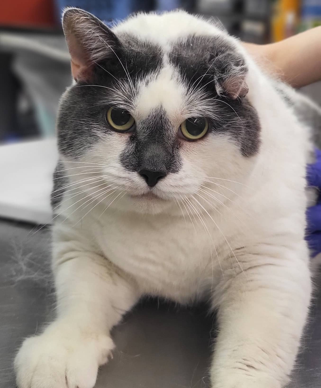 Charly - Domestic Shorthair cat available for adoption at SPA de Québec in Quebec City