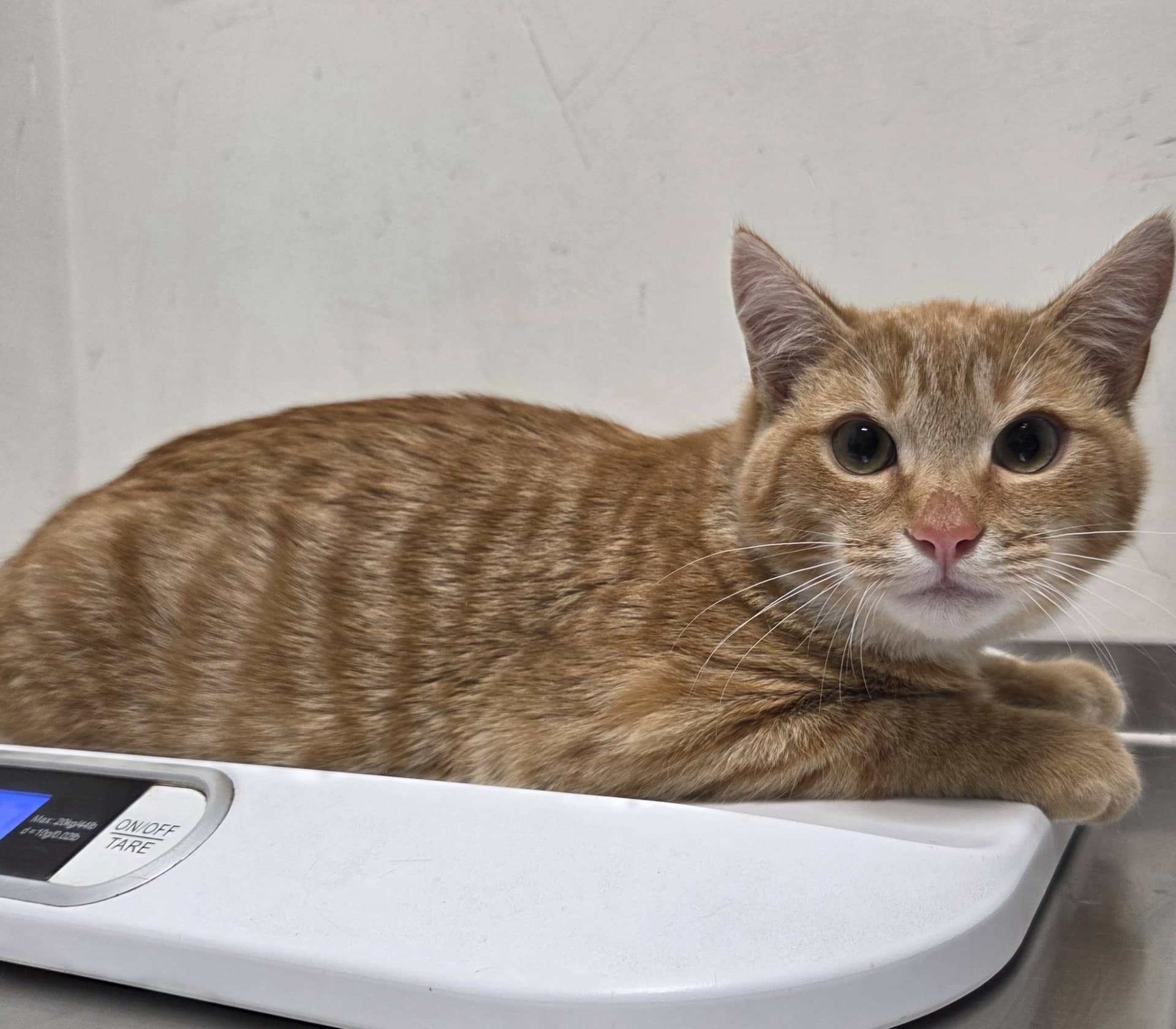 Doritos - Domestic Shorthair available for adoption