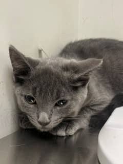 CoffeeCrisp - Domestic Shorthair cat available for adoption at SPA de Québec in Quebec City