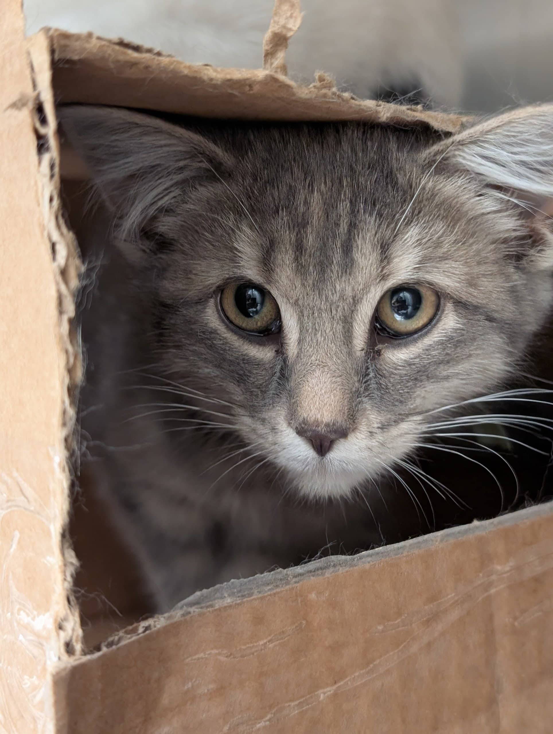 Nora - Domestic Shorthair available for adoption