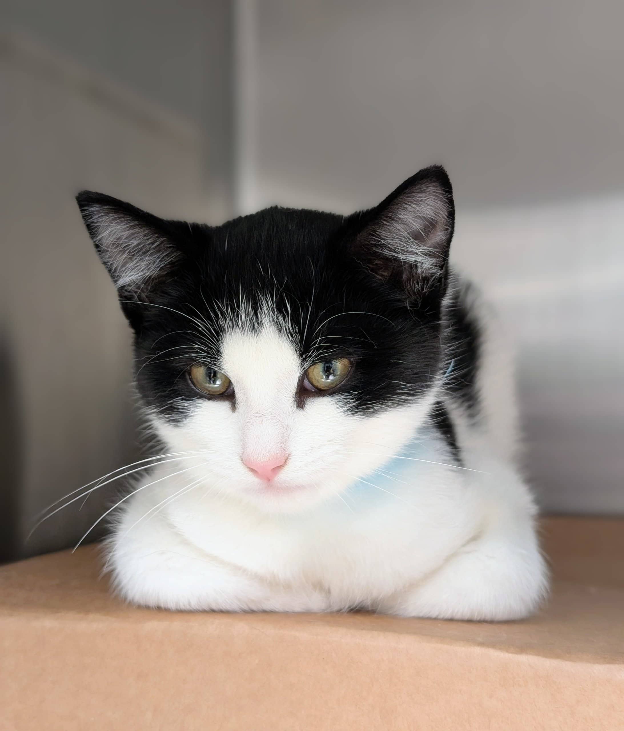 Al - Domestic Shorthair available for adoption