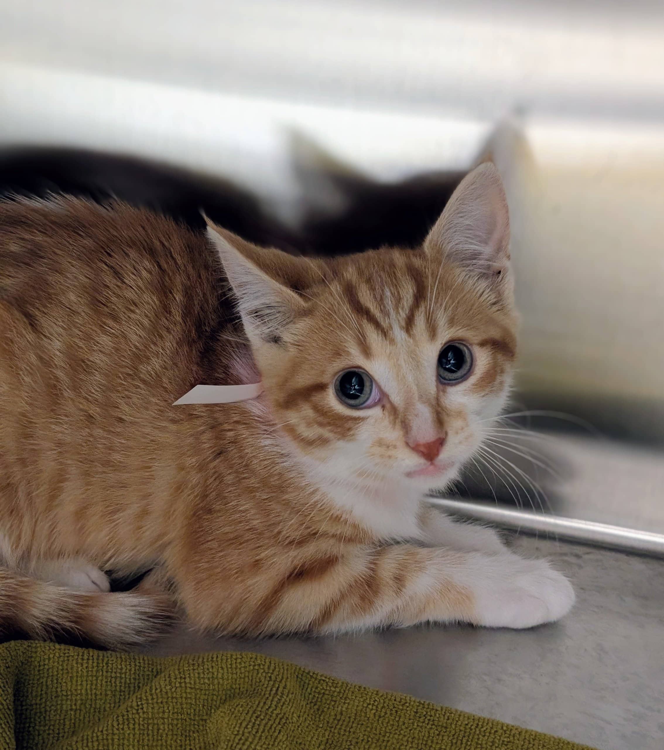 Aero - Domestic Shorthair cat available for adoption at SPA de Québec in Quebec City