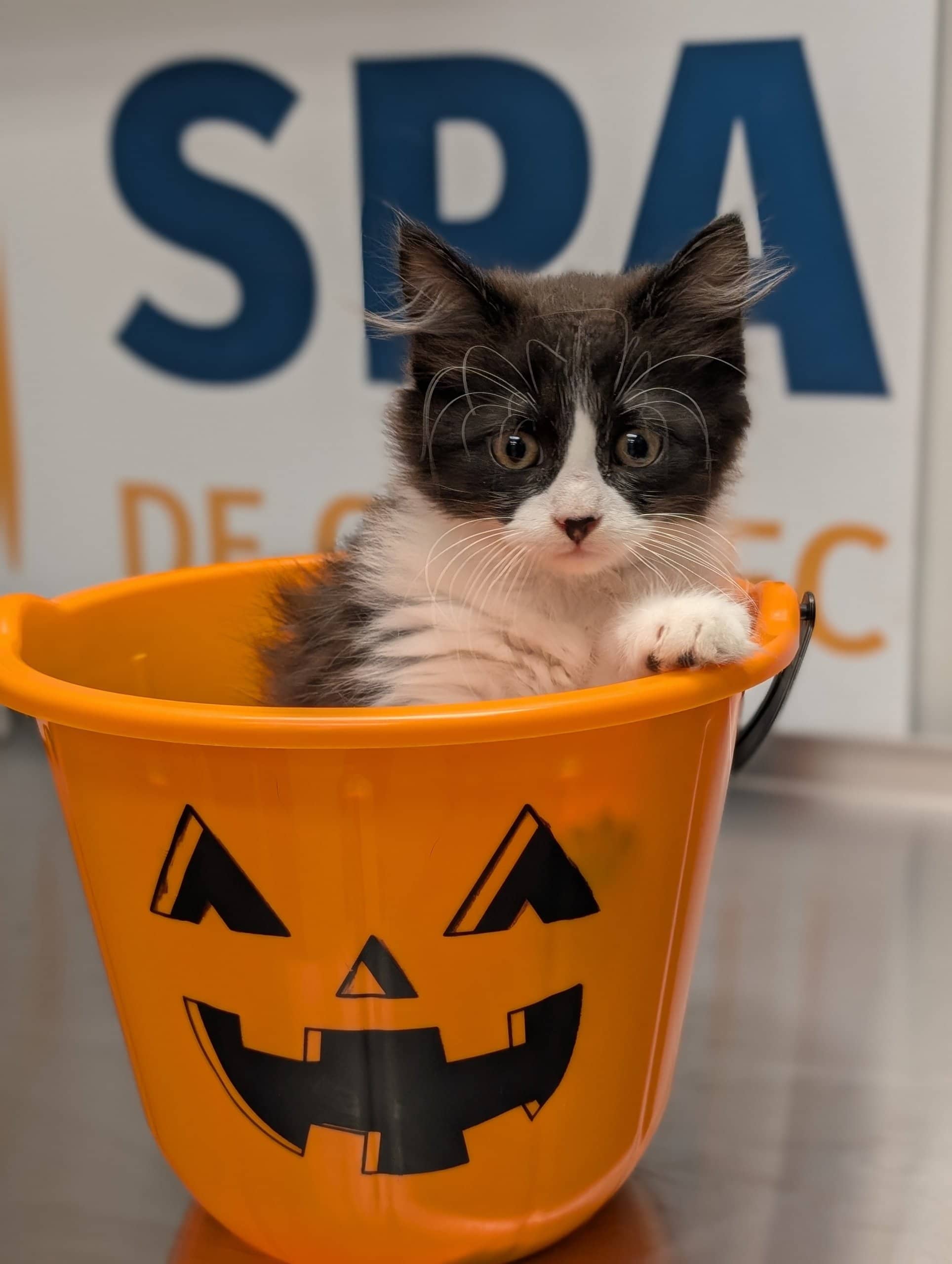 Monster Mash - Domestic Shorthair available for adoption