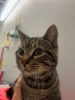 Ti-Claude - Domestic Shorthair available for adoption