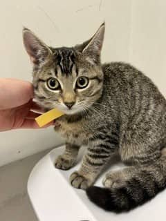 Froggy - Domestic Shorthair cat available for adoption at SPA de Québec in Quebec City