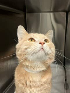 Michel - Domestic Shorthair available for adoption