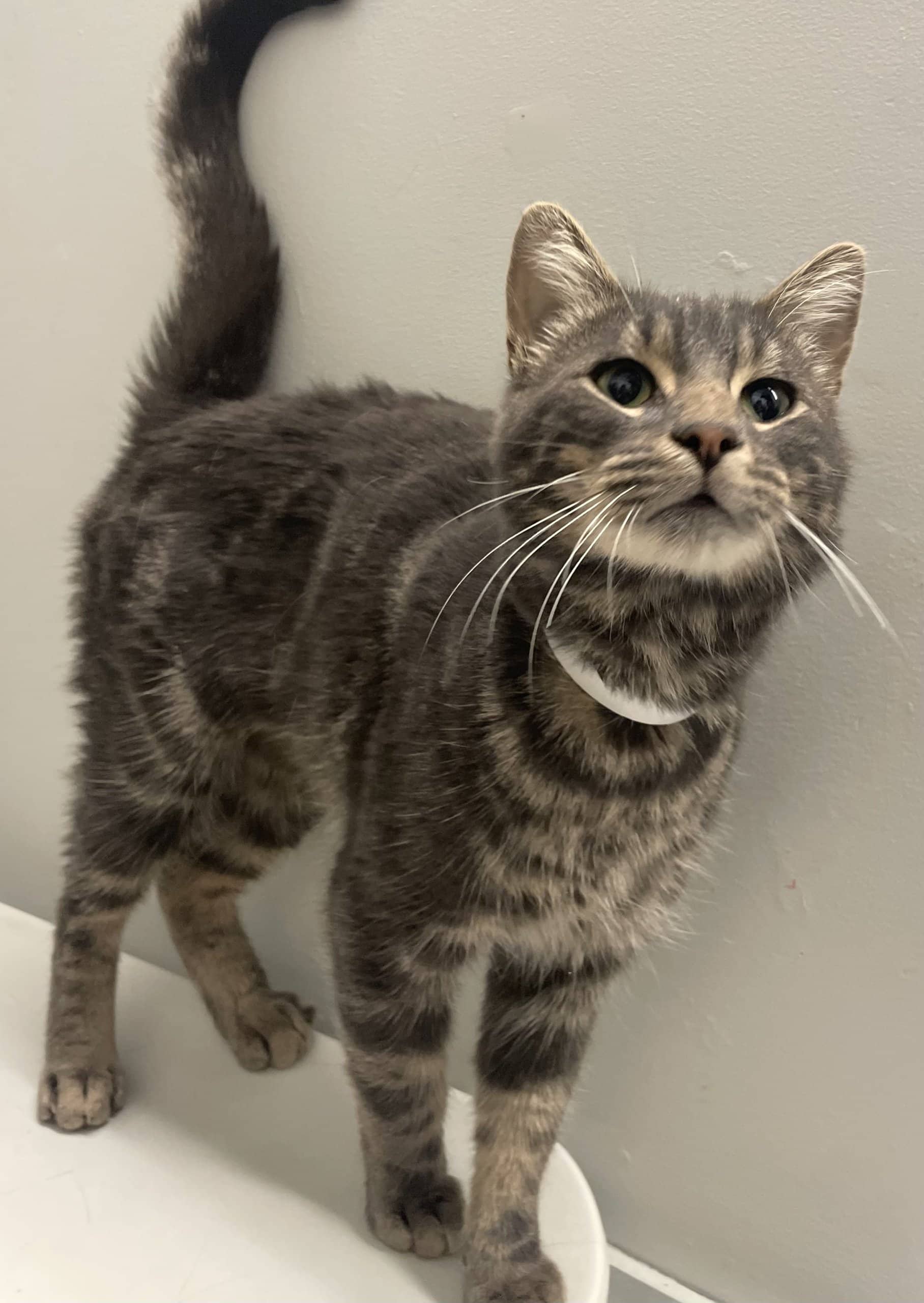 Krispy Kreme - Domestic Shorthair available for adoption