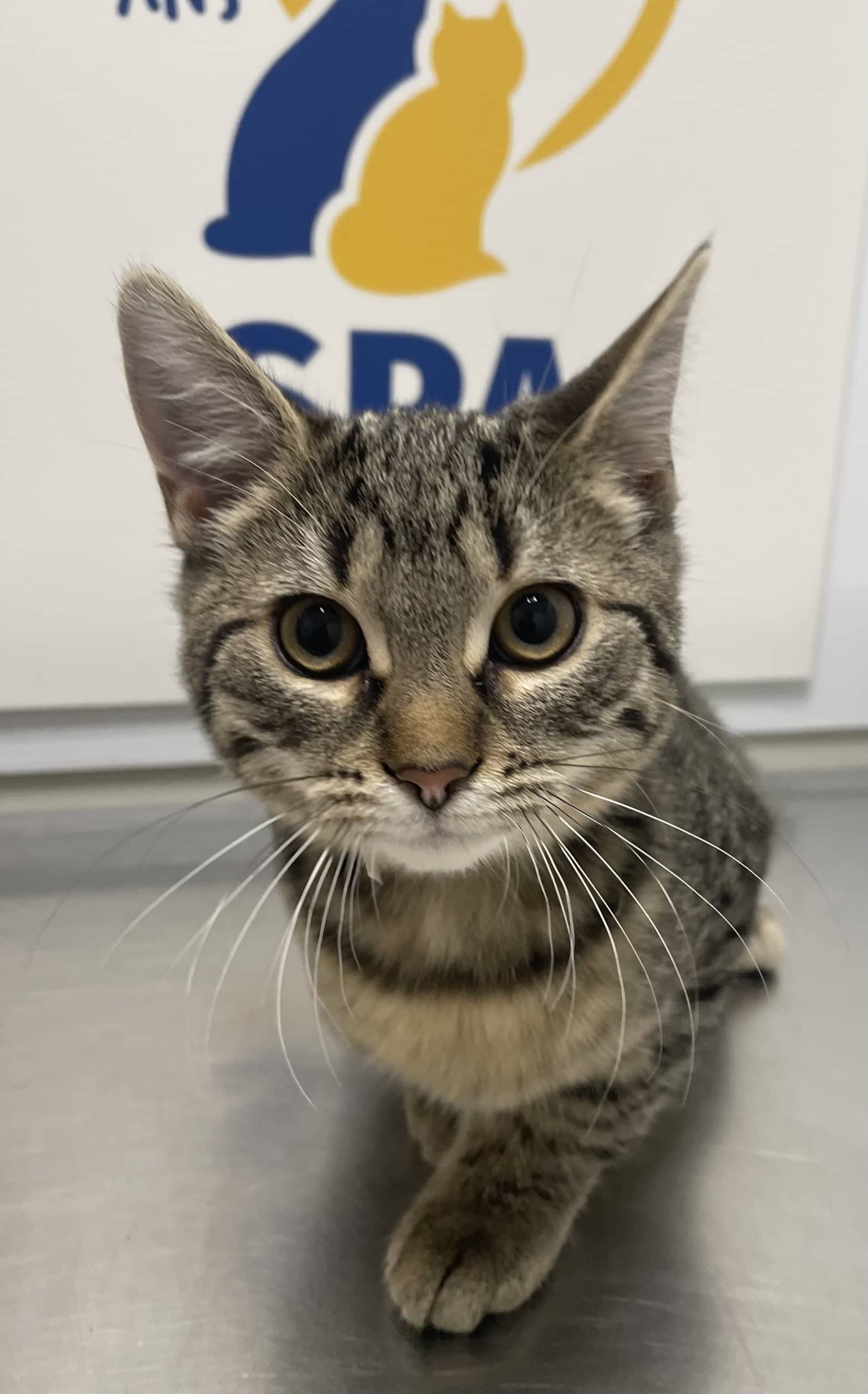 Marge - Domestic Shorthair available for adoption