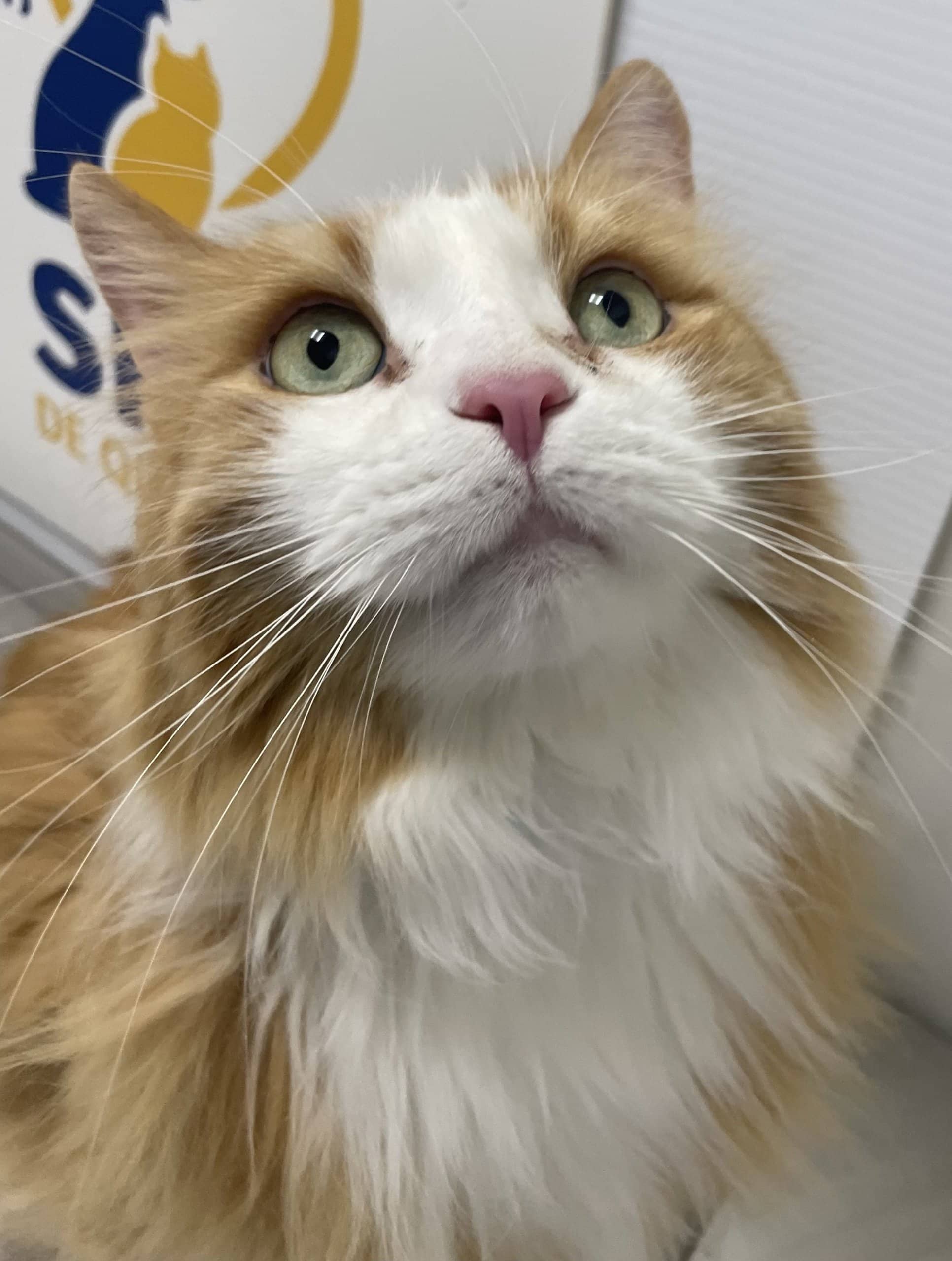 Rouky - Domestic Shorthair cat available for adoption at SPA de Québec in Quebec City