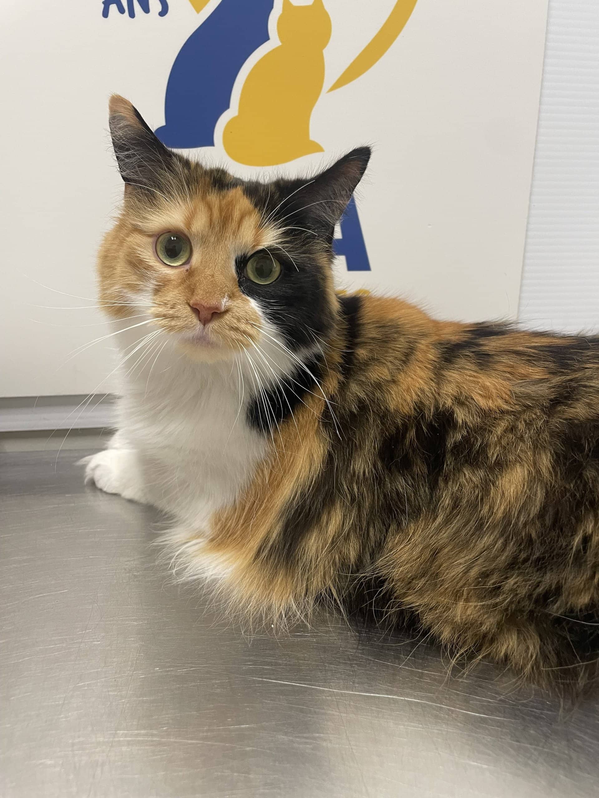 Poupou - Domestic Shorthair cat available for adoption at SPA de Québec in Quebec City
