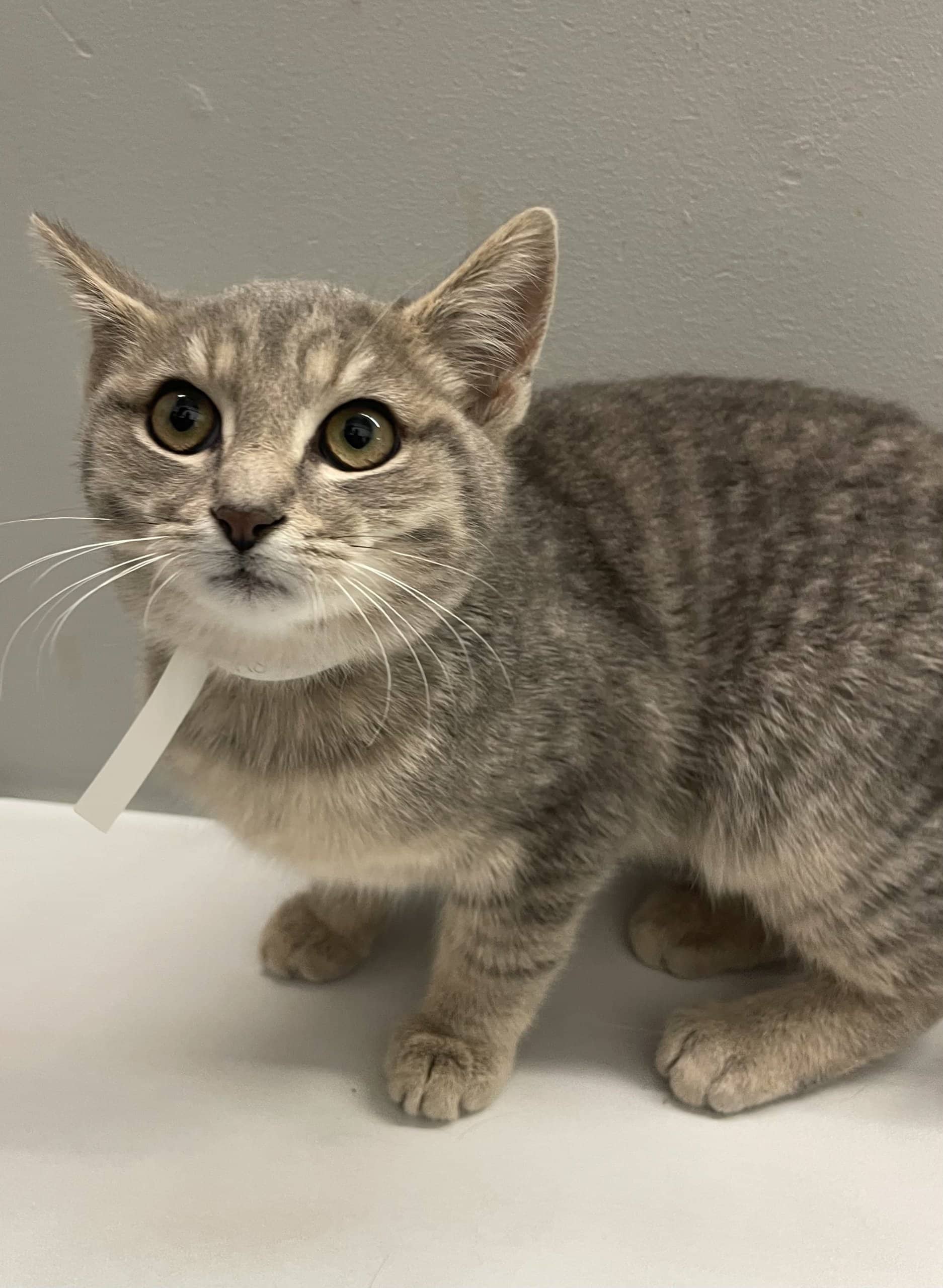 Martin - Domestic Shorthair available for adoption
