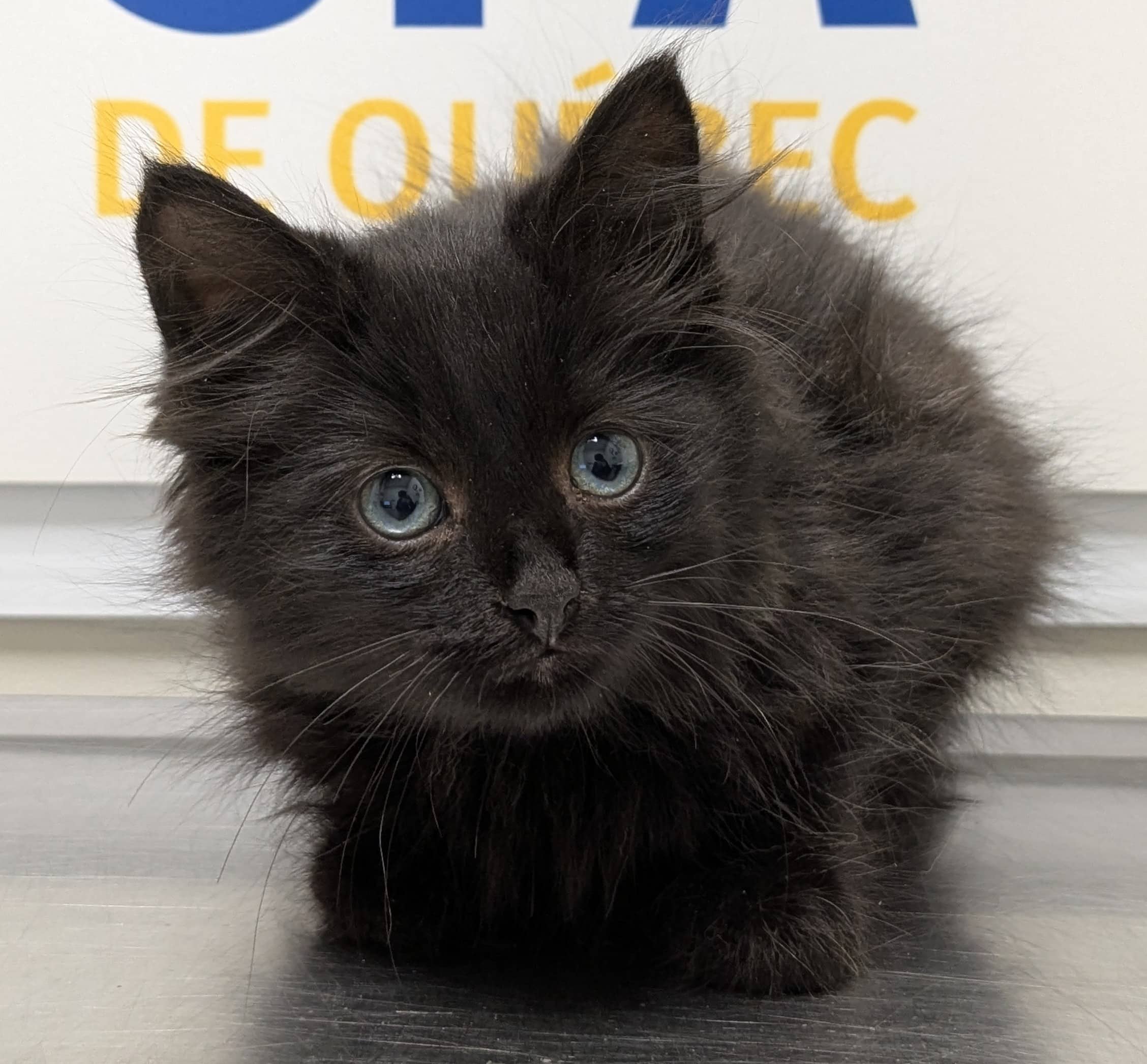 Spyro - Domestic Shorthair available for adoption