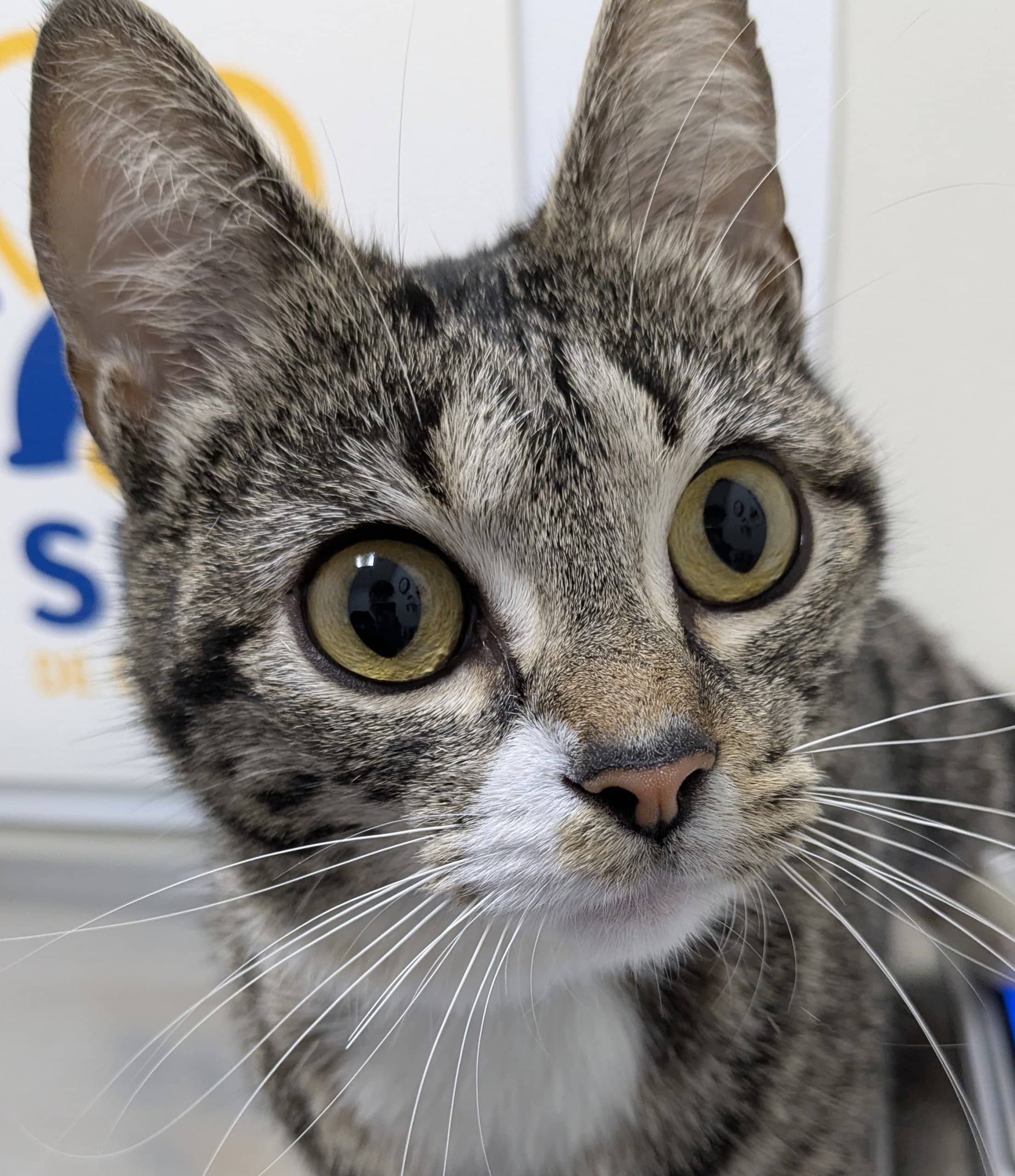 Bonsaï - Domestic Shorthair available for adoption