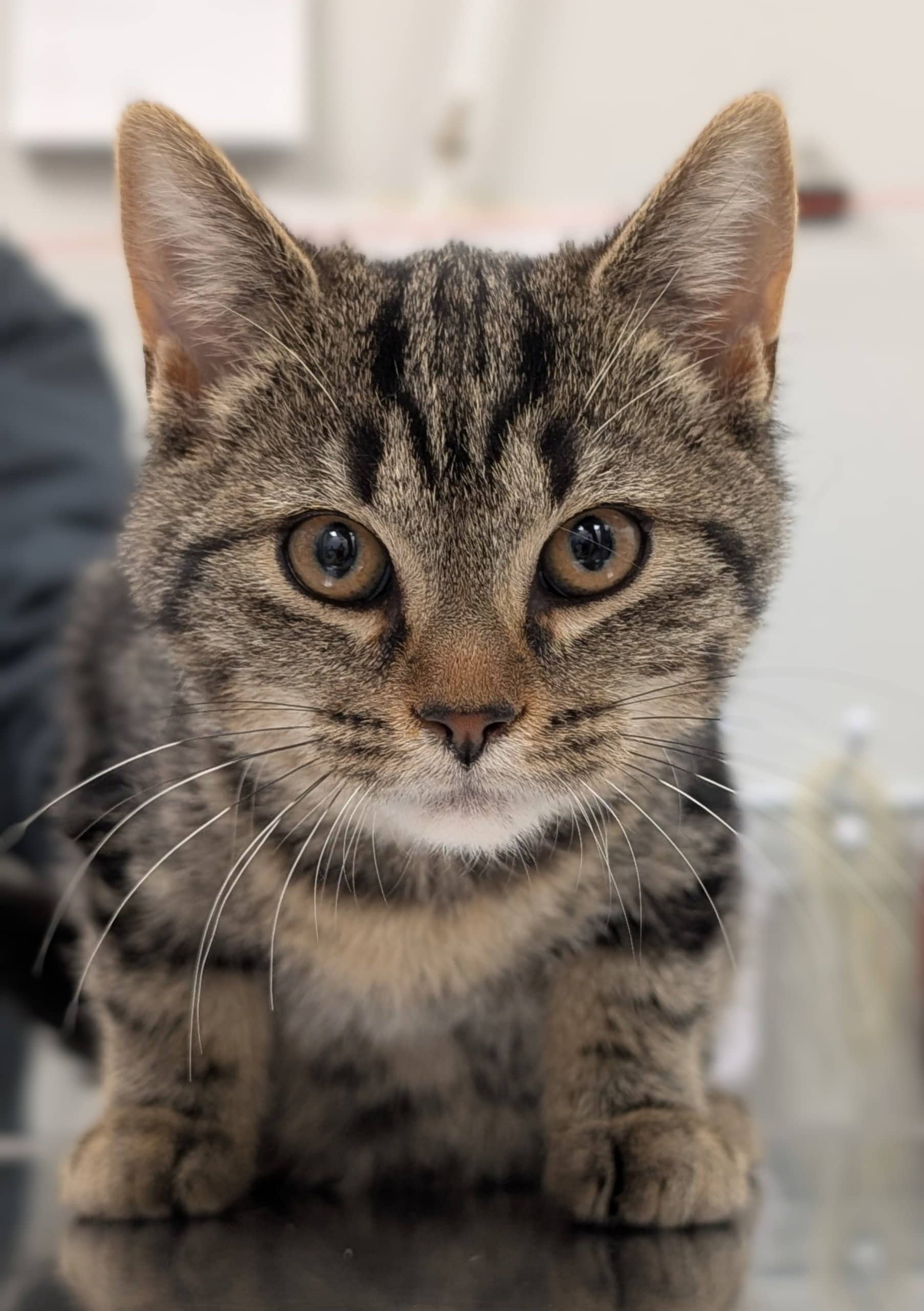 Stereophonics - Domestic Shorthair cat available for adoption at SPA de Québec in Quebec City