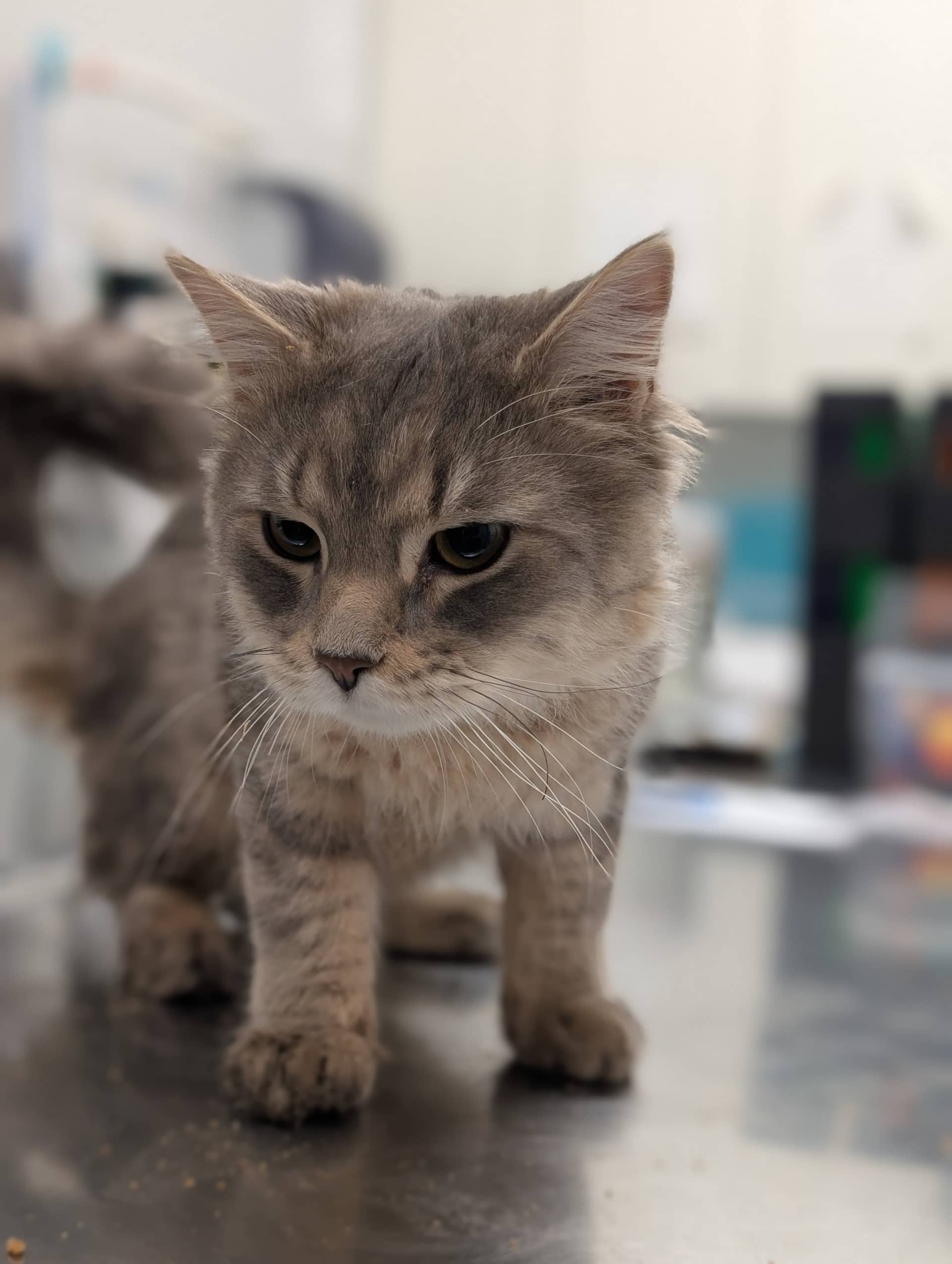Tame Impala - Domestic Shorthair available for adoption