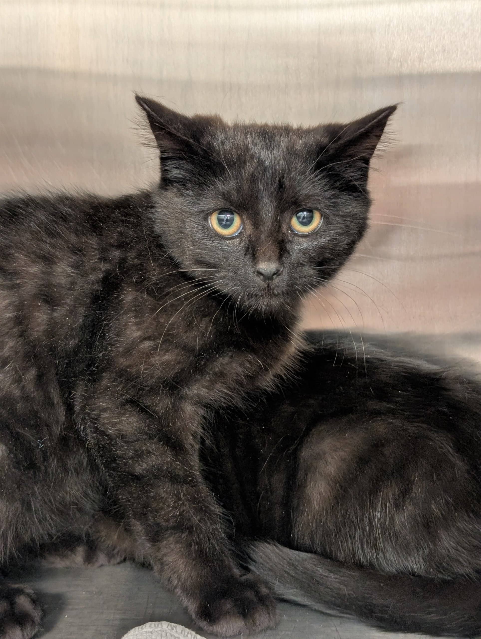 Nénuphar - Domestic Shorthair cat available for adoption at SPA de Québec in Quebec City
