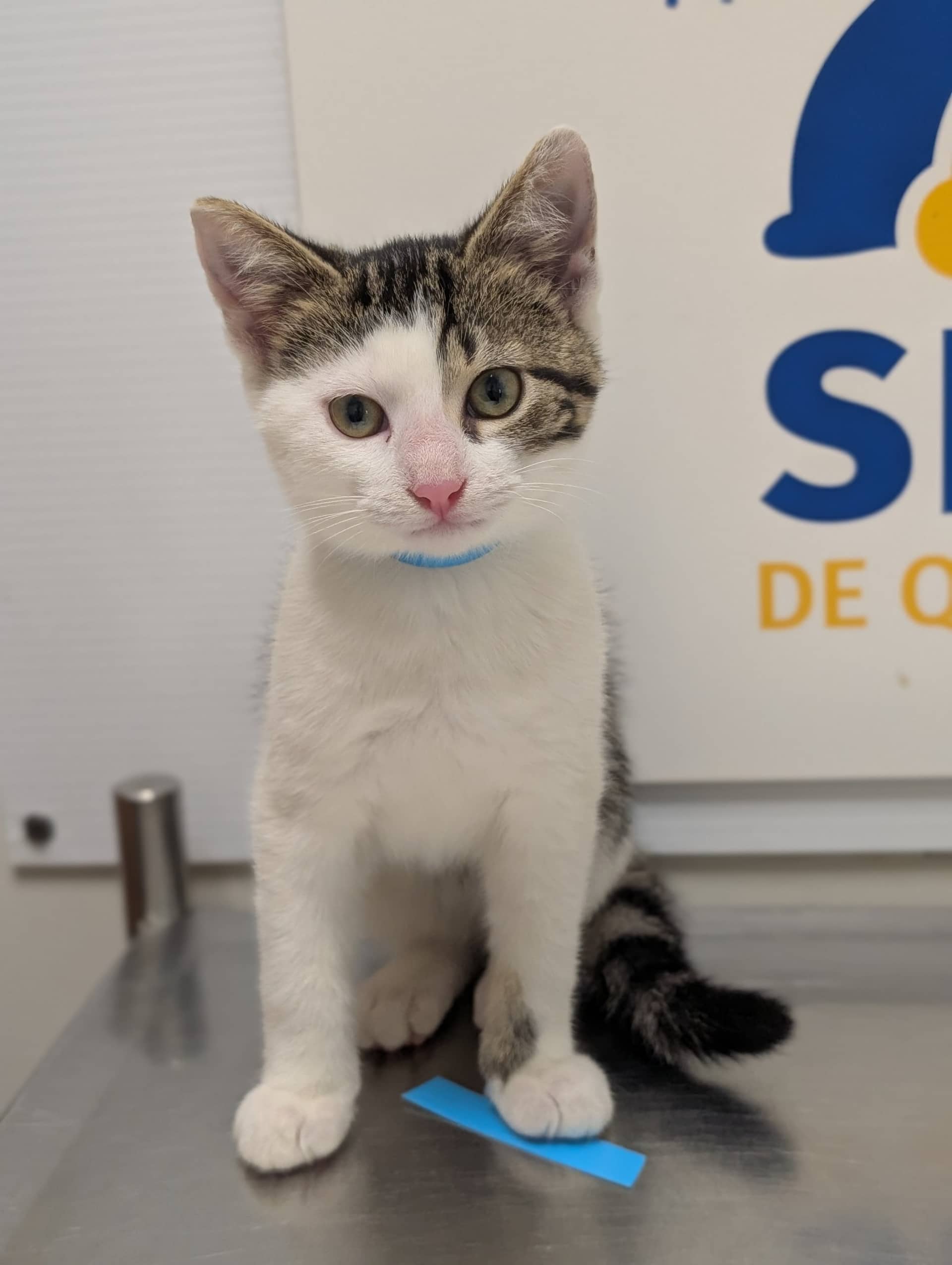 Guernsay - Domestic Shorthair cat available for adoption at SPA de Québec in Quebec City