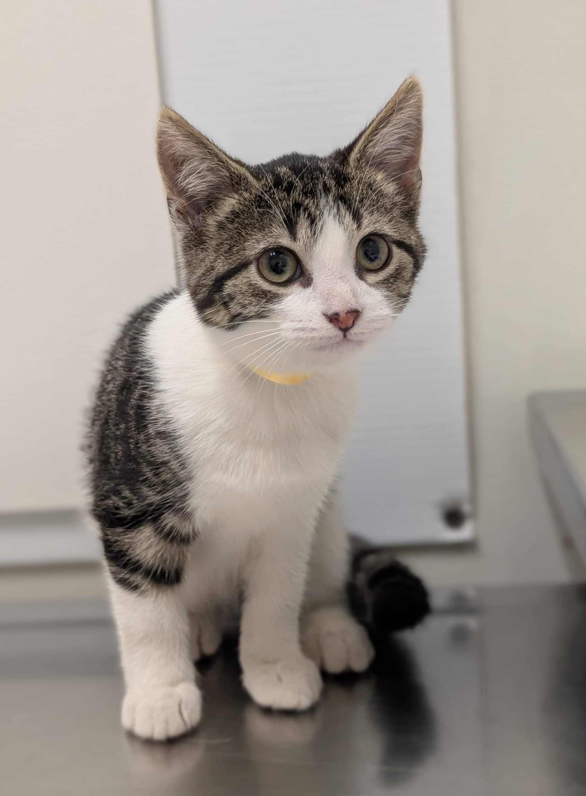 Normande - Domestic Shorthair cat available for adoption at SPA de Québec in Quebec City