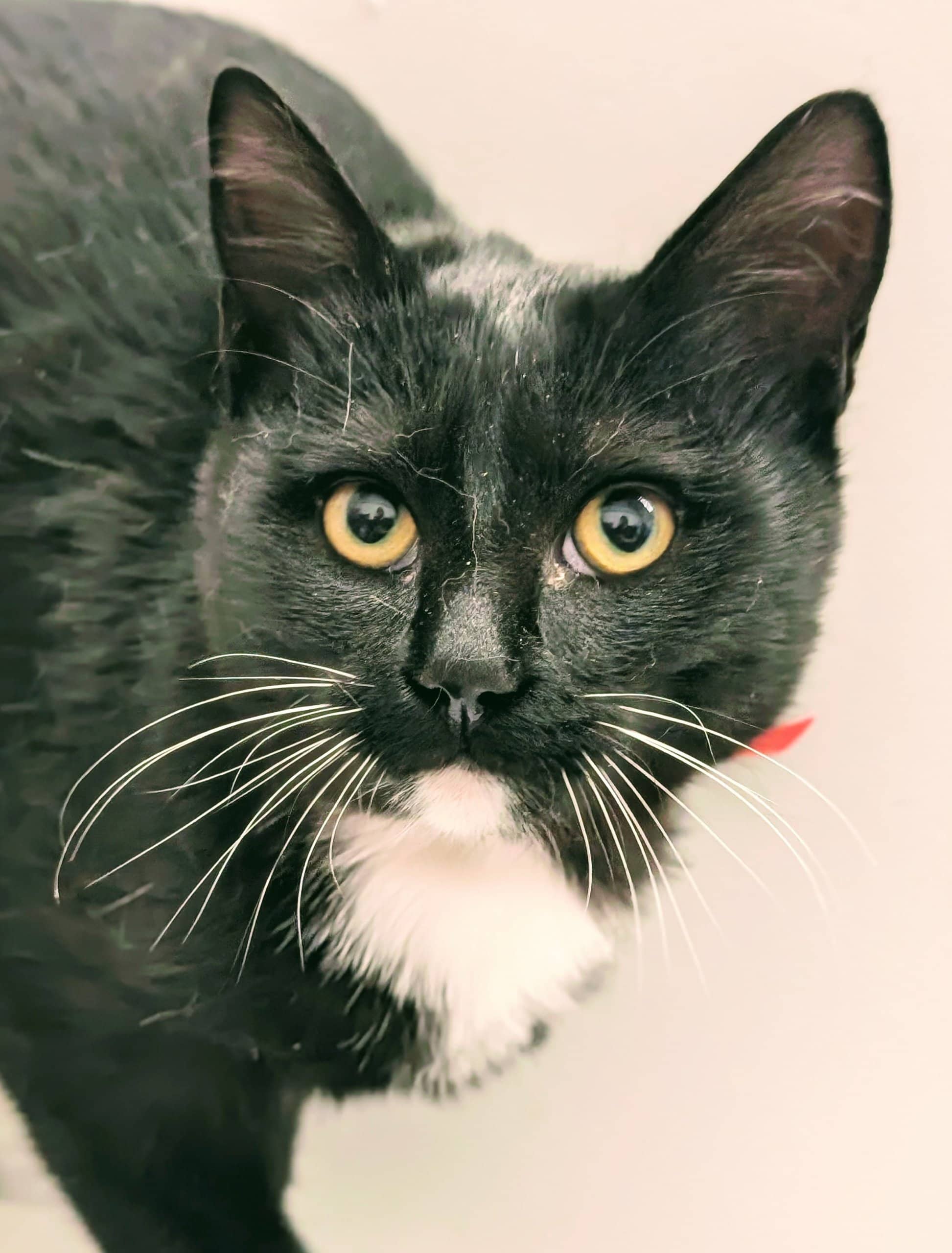 Boo Noitout - Domestic Shorthair cat available for adoption at SPA de Québec in Quebec City