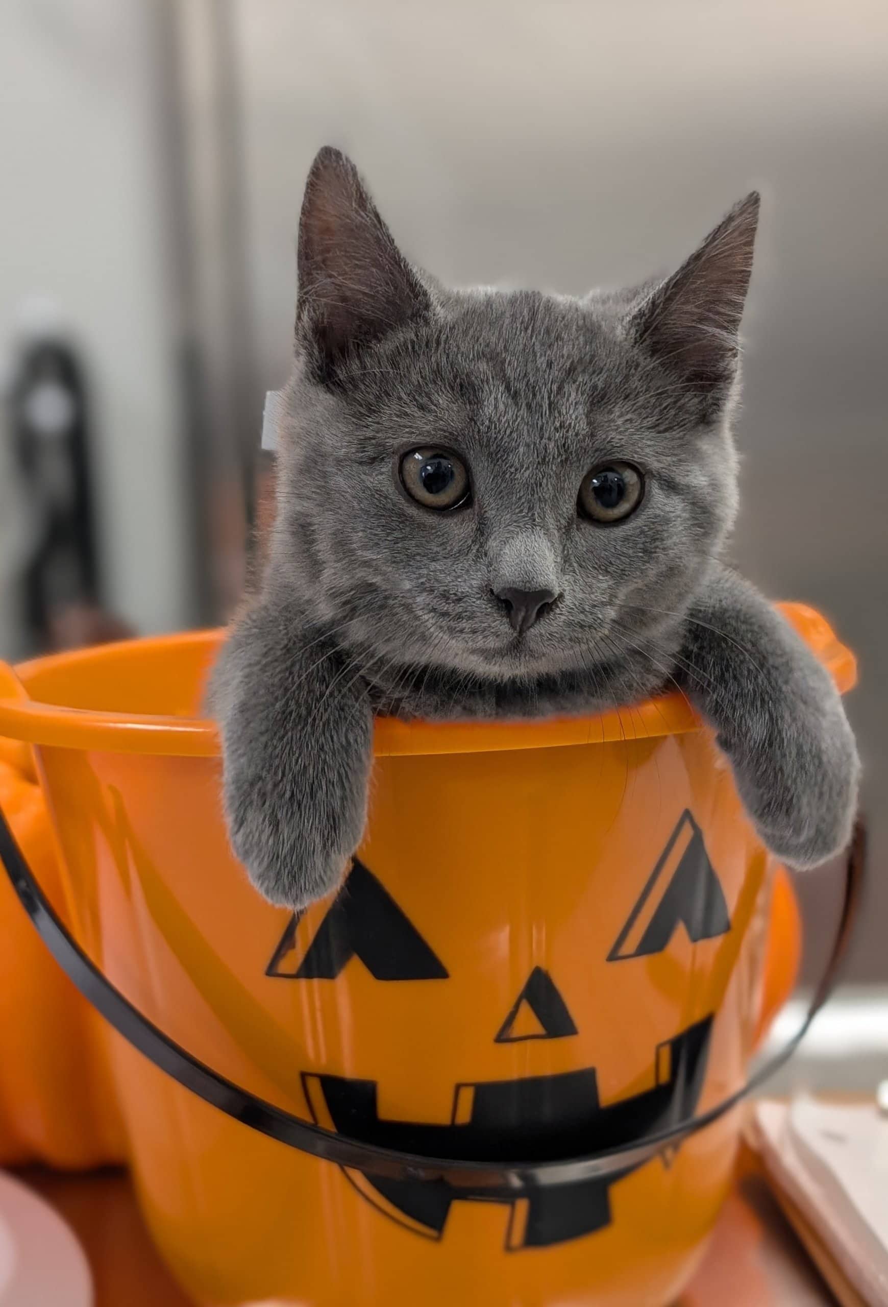 Poitrine de Poulet - Domestic Shorthair cat available for adoption at SPA de Québec in Quebec City