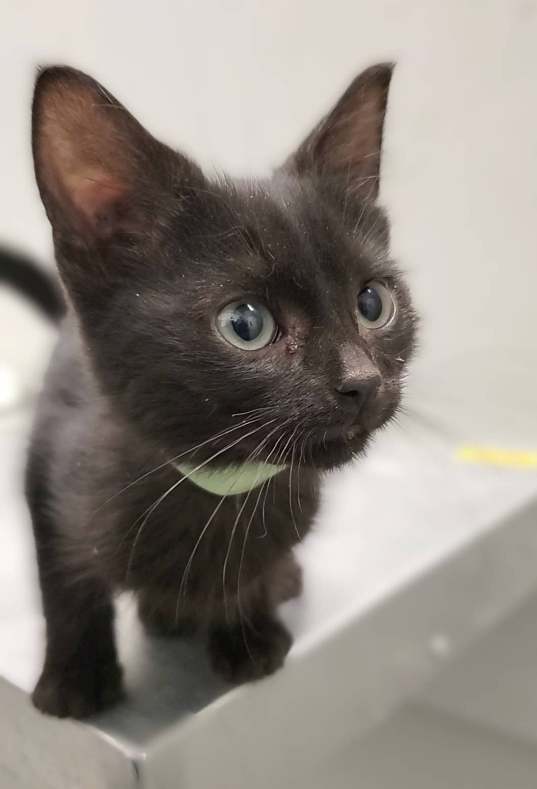 Raven - Domestic Shorthair cat available for adoption at SPA de Québec in Quebec City