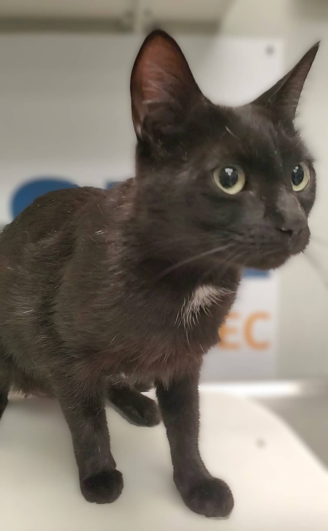 Néonna - Domestic Shorthair cat available for adoption at SPA de Québec in Quebec City