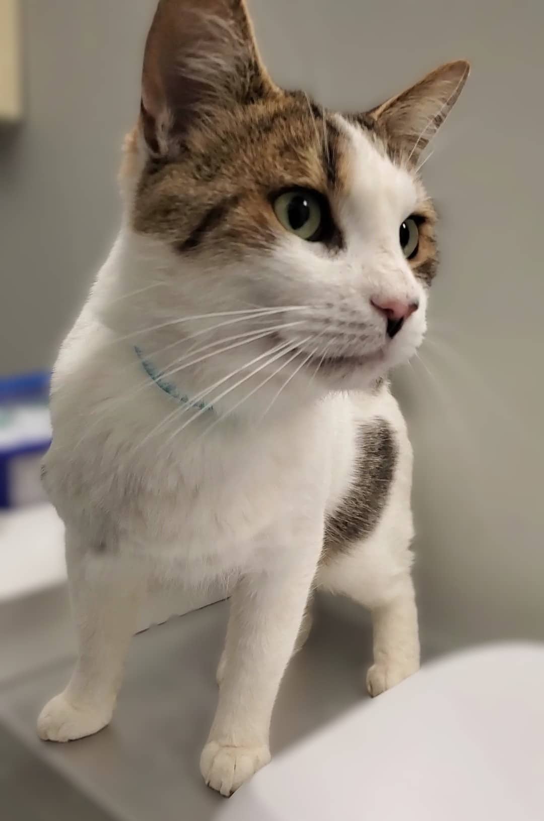 Sélan - Domestic Shorthair cat available for adoption at SPA de Québec in Quebec City