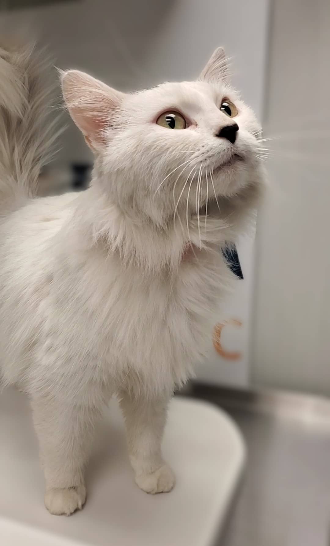 Coraline - Domestic Shorthair cat available for adoption at SPA de Québec in Quebec City