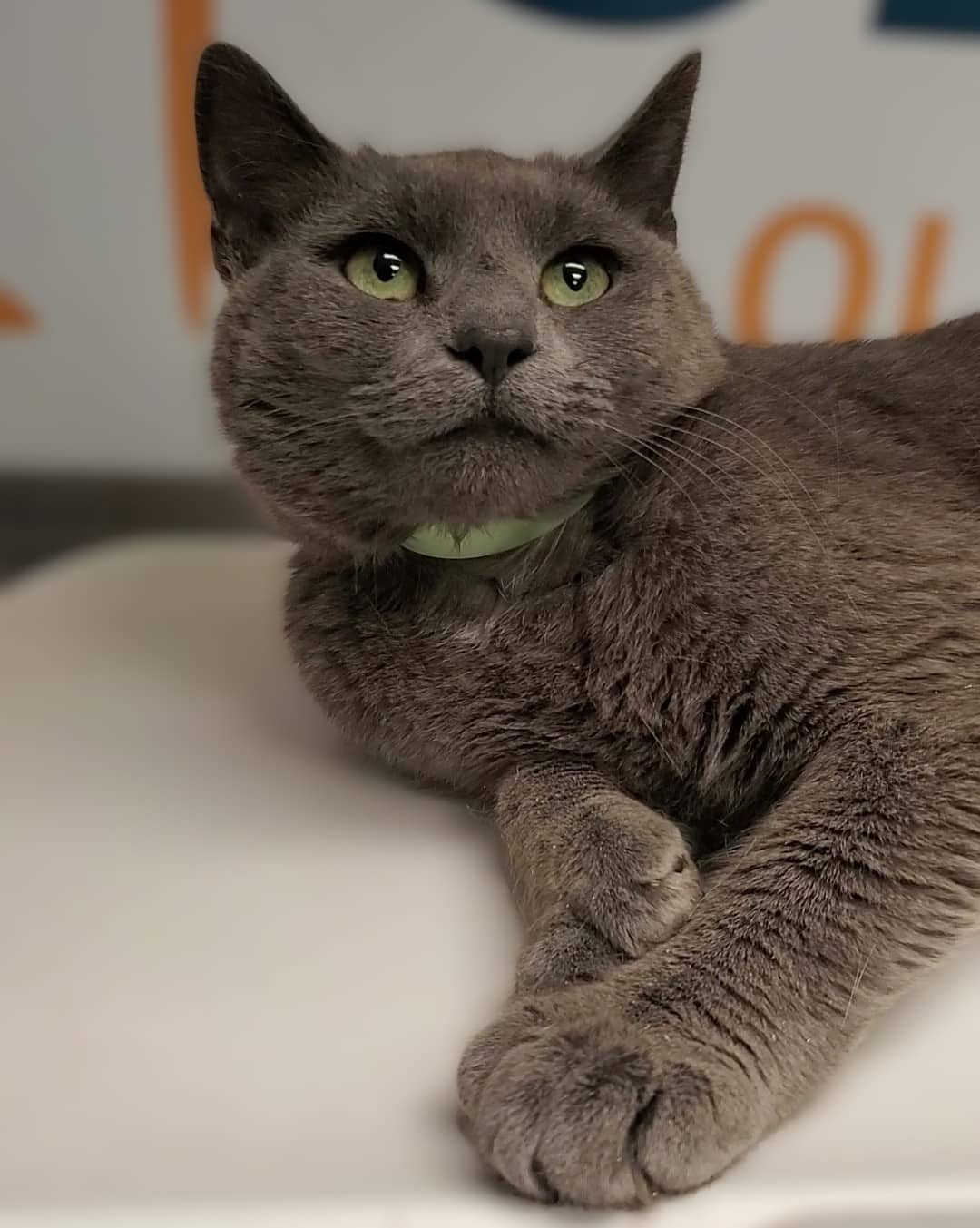 Timini - Domestic Shorthair cat available for adoption at SPA de Québec in Quebec City