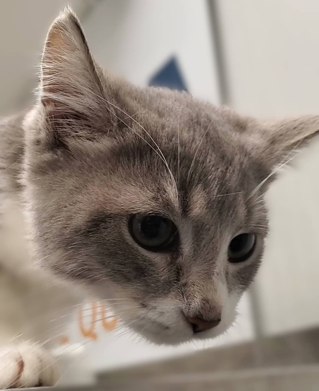 Bebe timini - Domestic Shorthair available for adoption