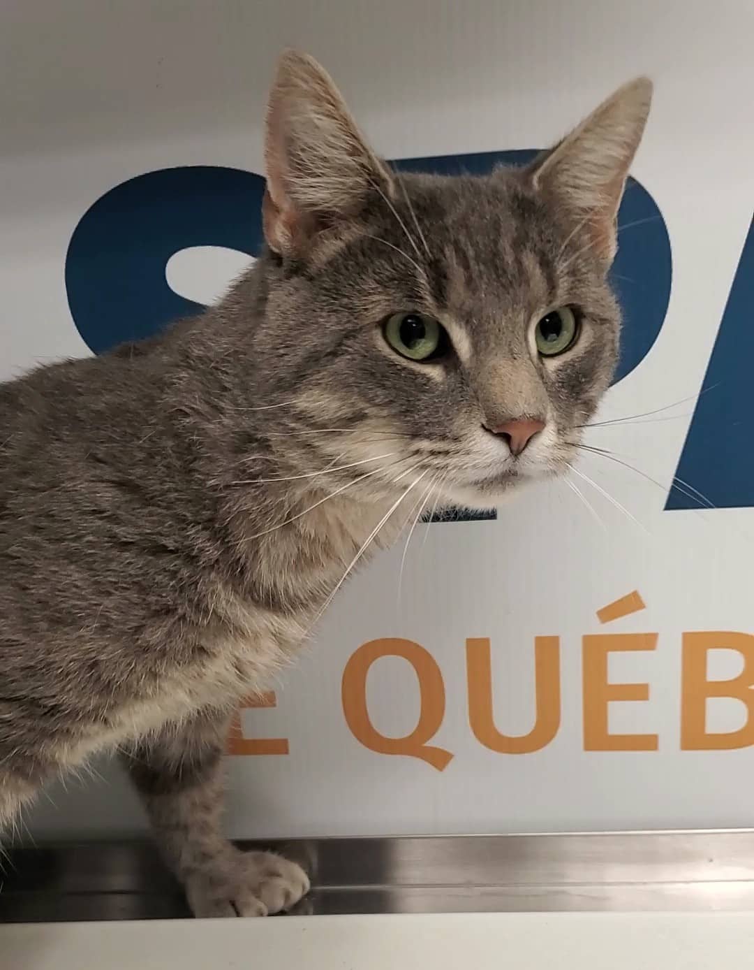 Bebel - Domestic Shorthair cat available for adoption at SPA de Québec in Quebec City