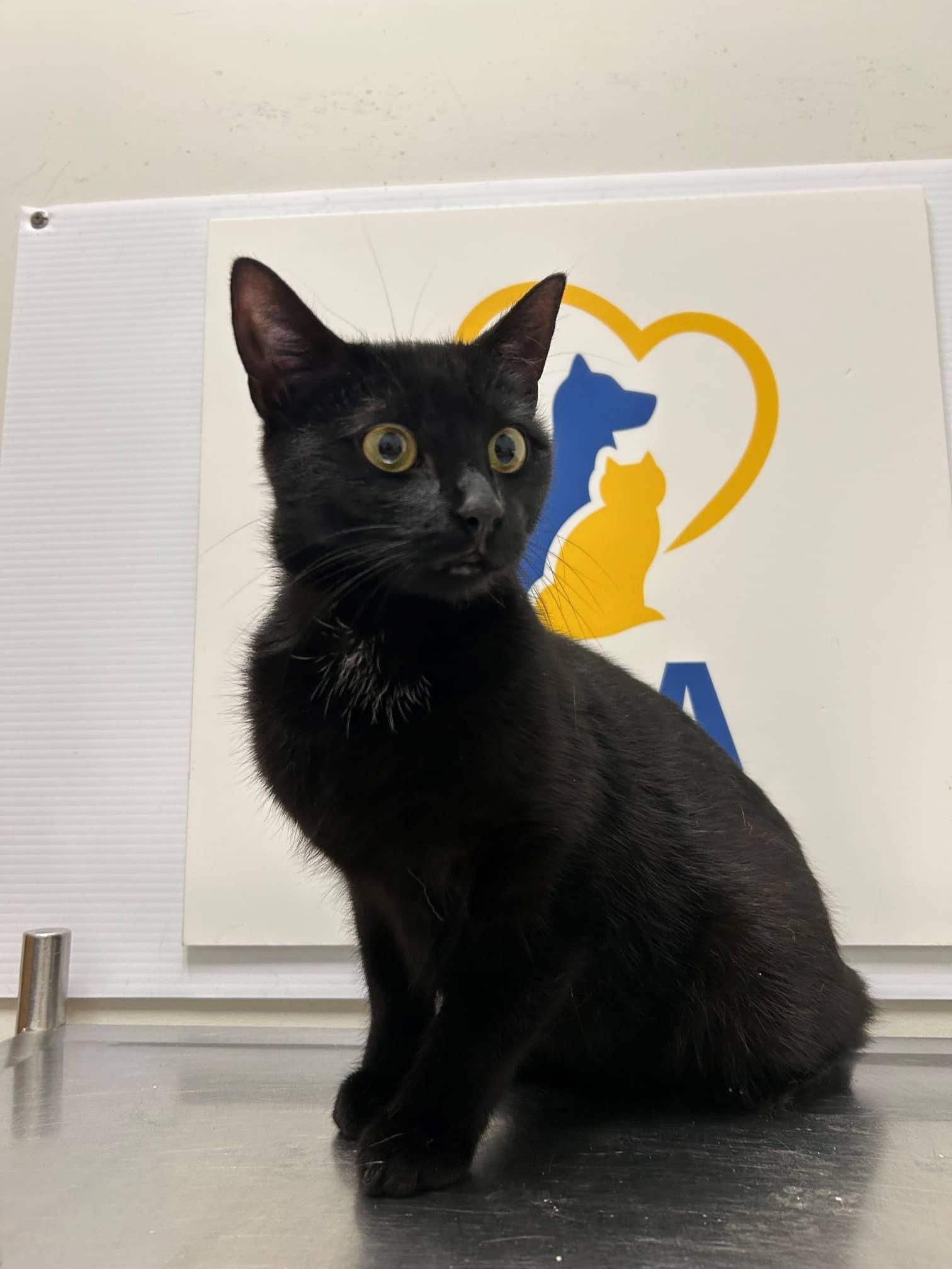 Soleya - Domestic Shorthair cat available for adoption at SPA de Québec in Quebec City