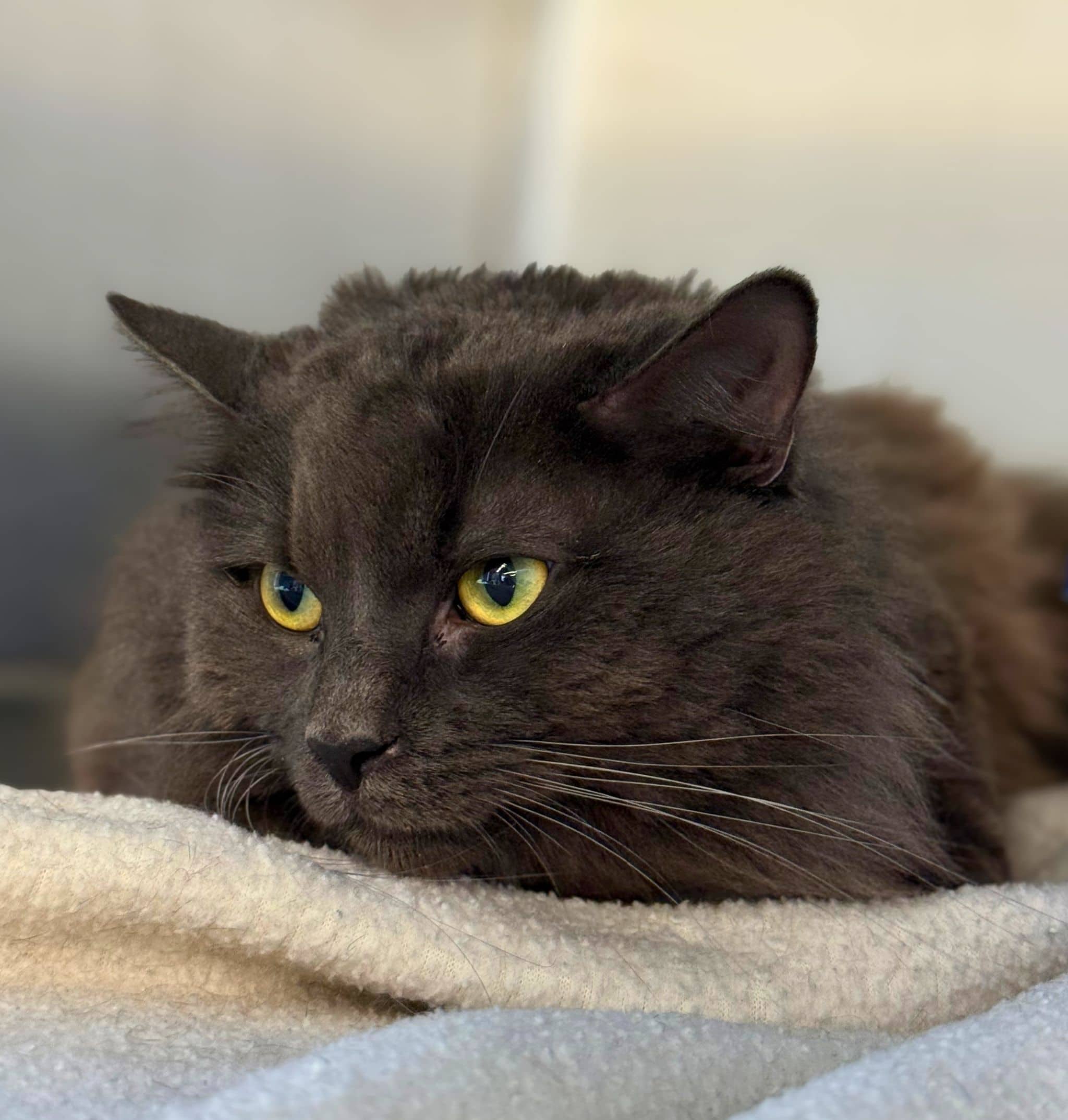 Silver - Domestic Shorthair cat available for adoption at SPA de Québec in Quebec City
