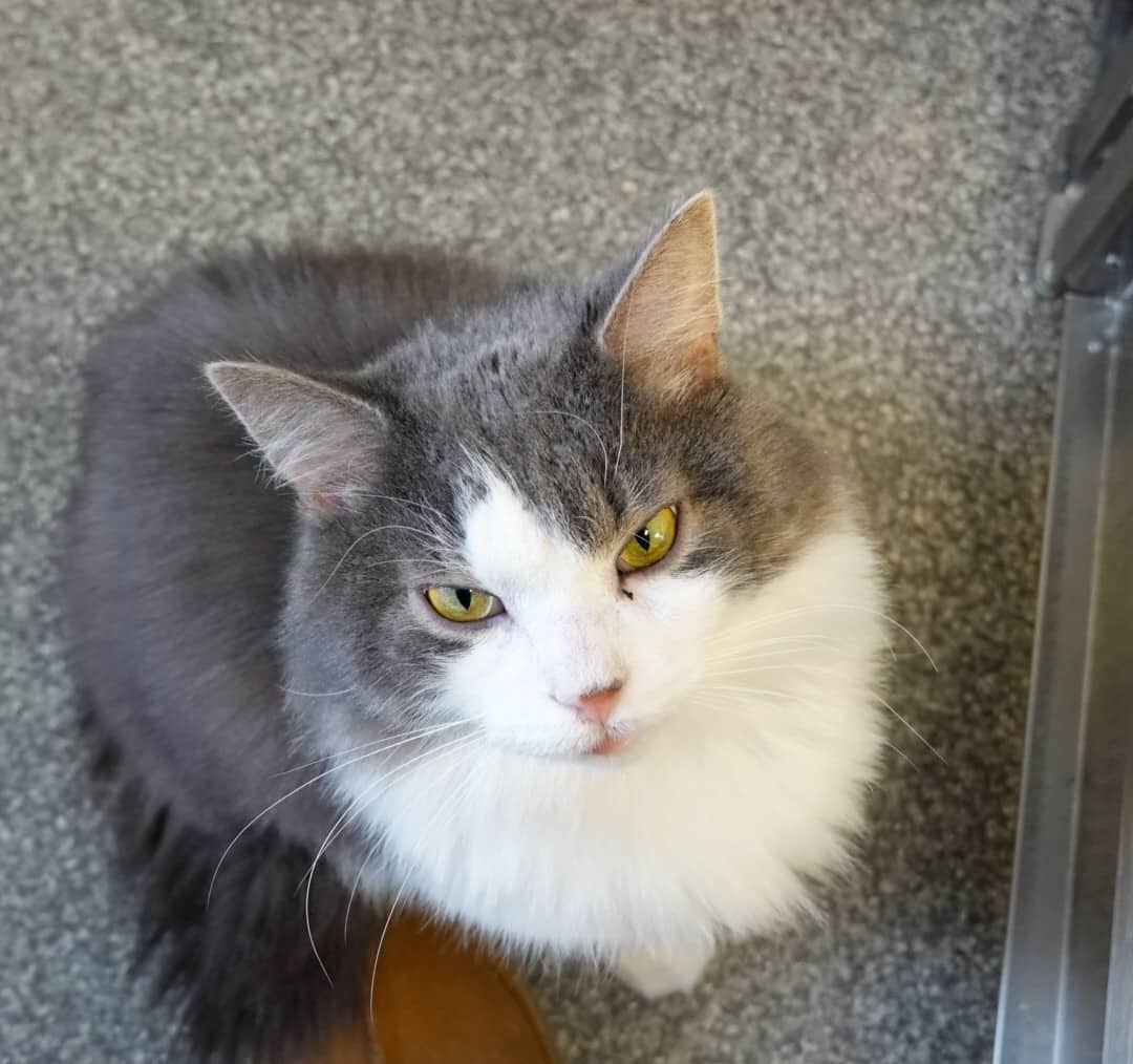 Shark - Domestic cat available for adoption at SPA de l'Estrie in Sherbrooke