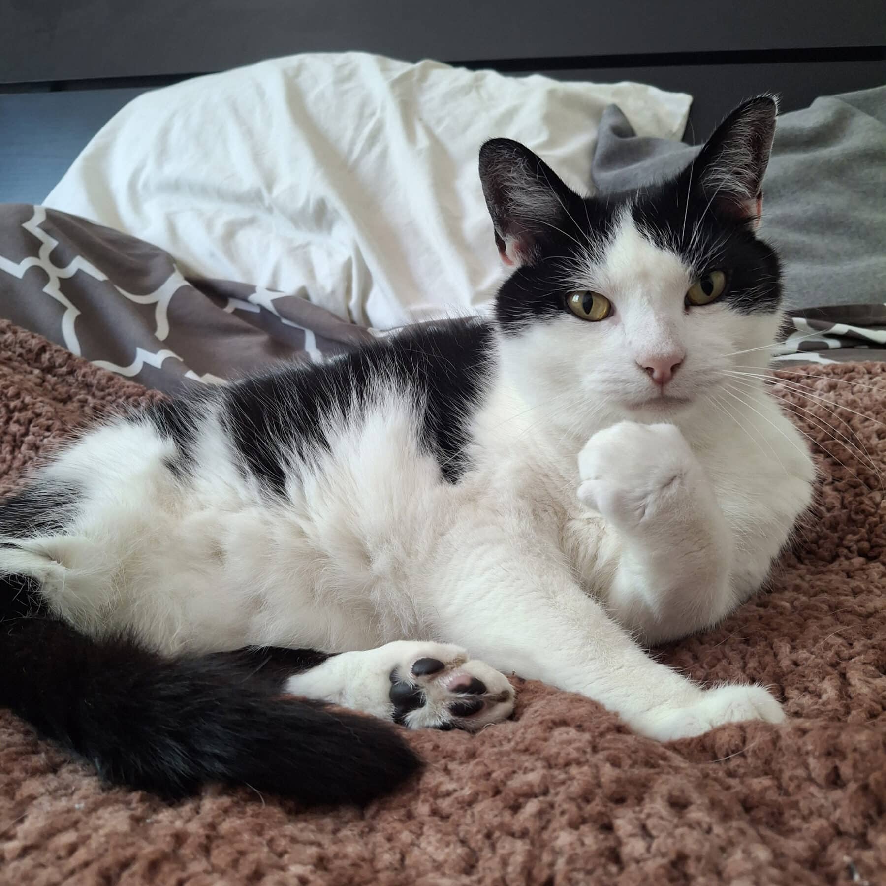 Mario - Domestic available for adoption