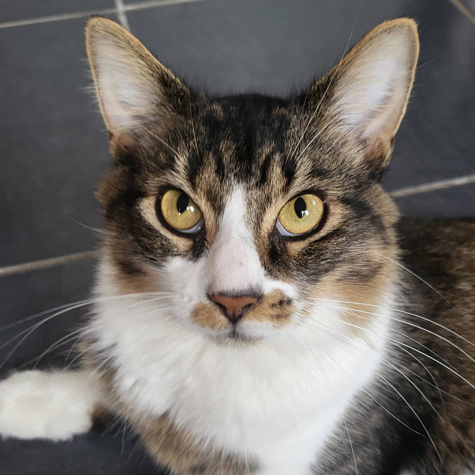 Morty - Domestic cat available for adoption at SPA de l'Estrie in Sherbrooke