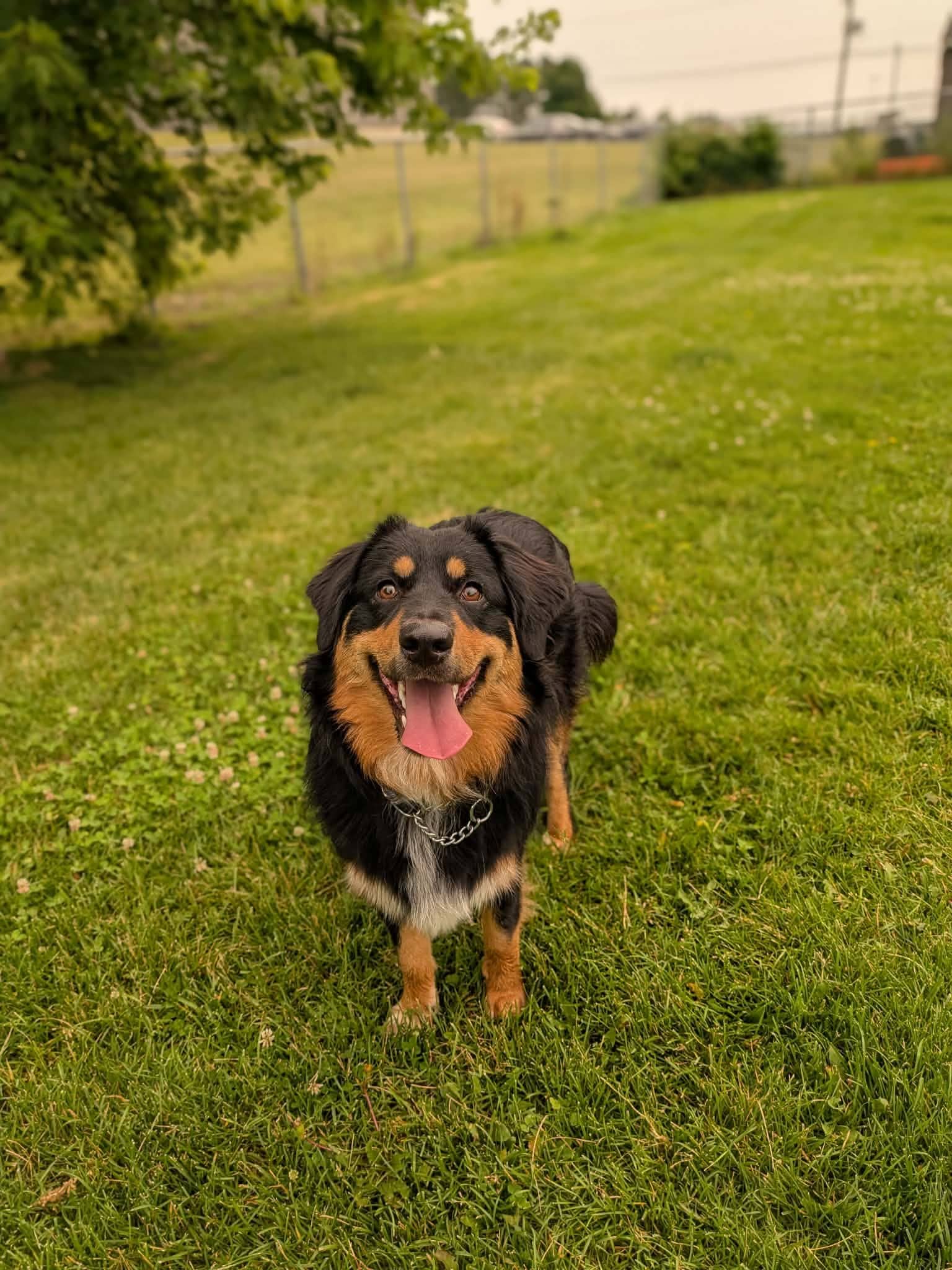 Amanda - Mixed Breed available for adoption