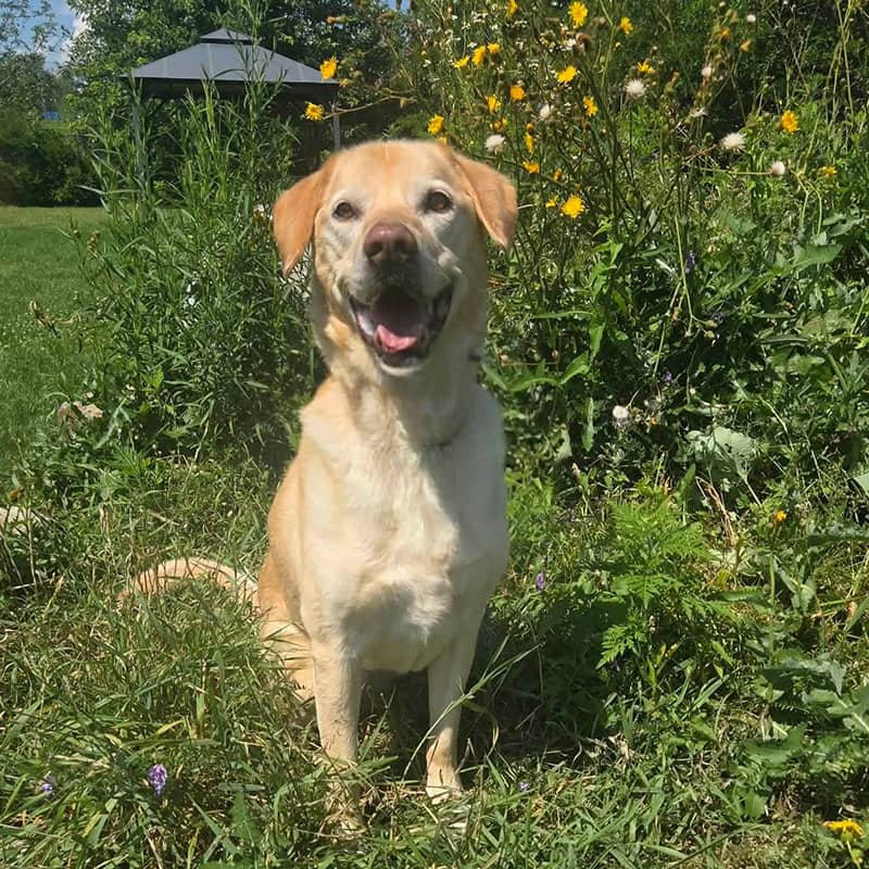 Anguille - Mixed Breed available for adoption