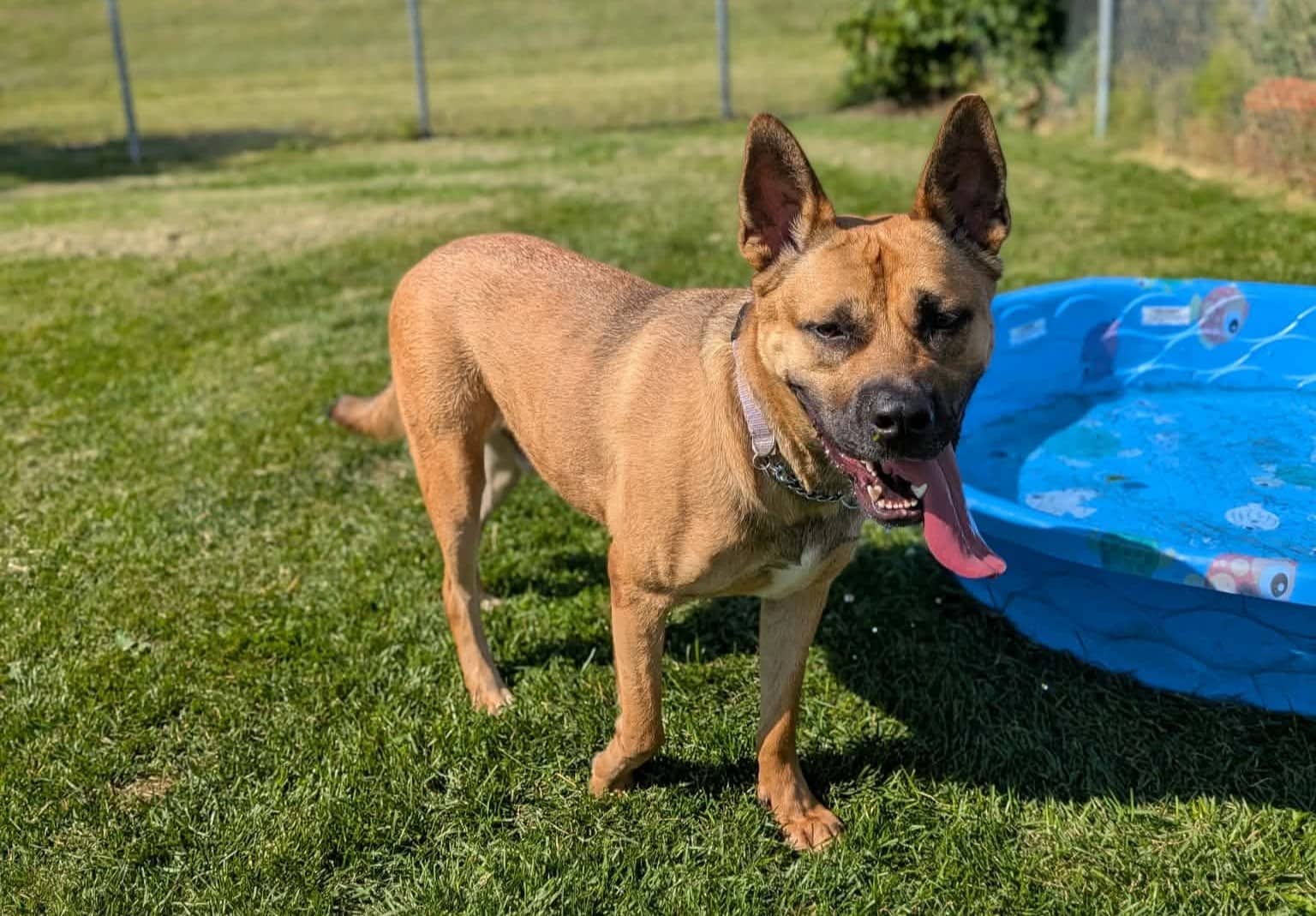 Babe - Mixed Breed available for adoption