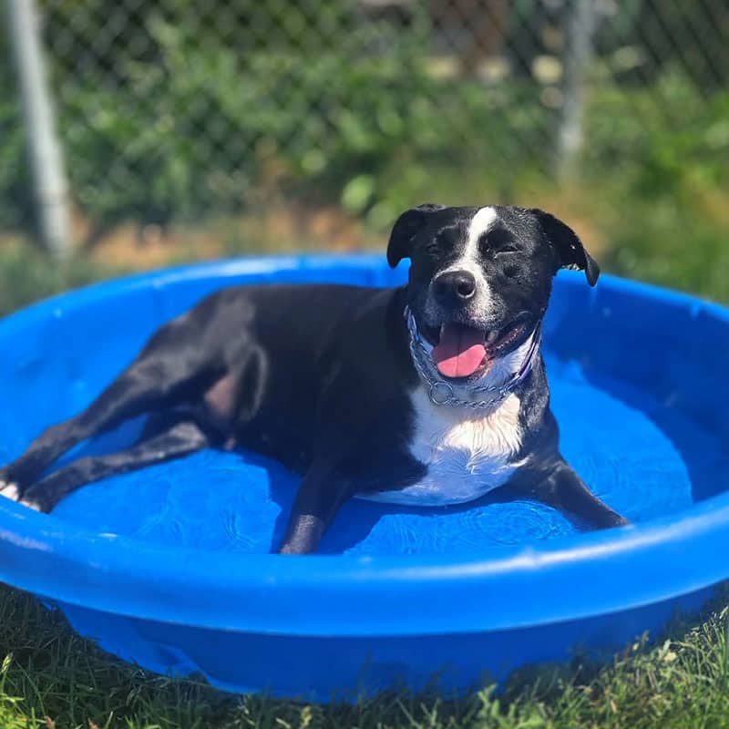 Daisy - Mixed Breed available for adoption