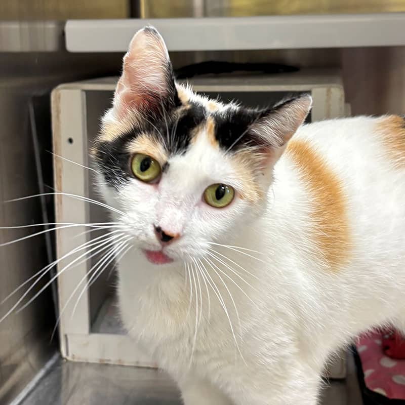 Dédé - Domestic cat available for adoption at SPA de l'Estrie in Sherbrooke