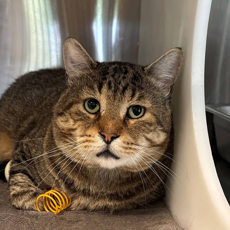 Grisou - Domestic cat available for adoption at SPA de l'Estrie in Sherbrooke