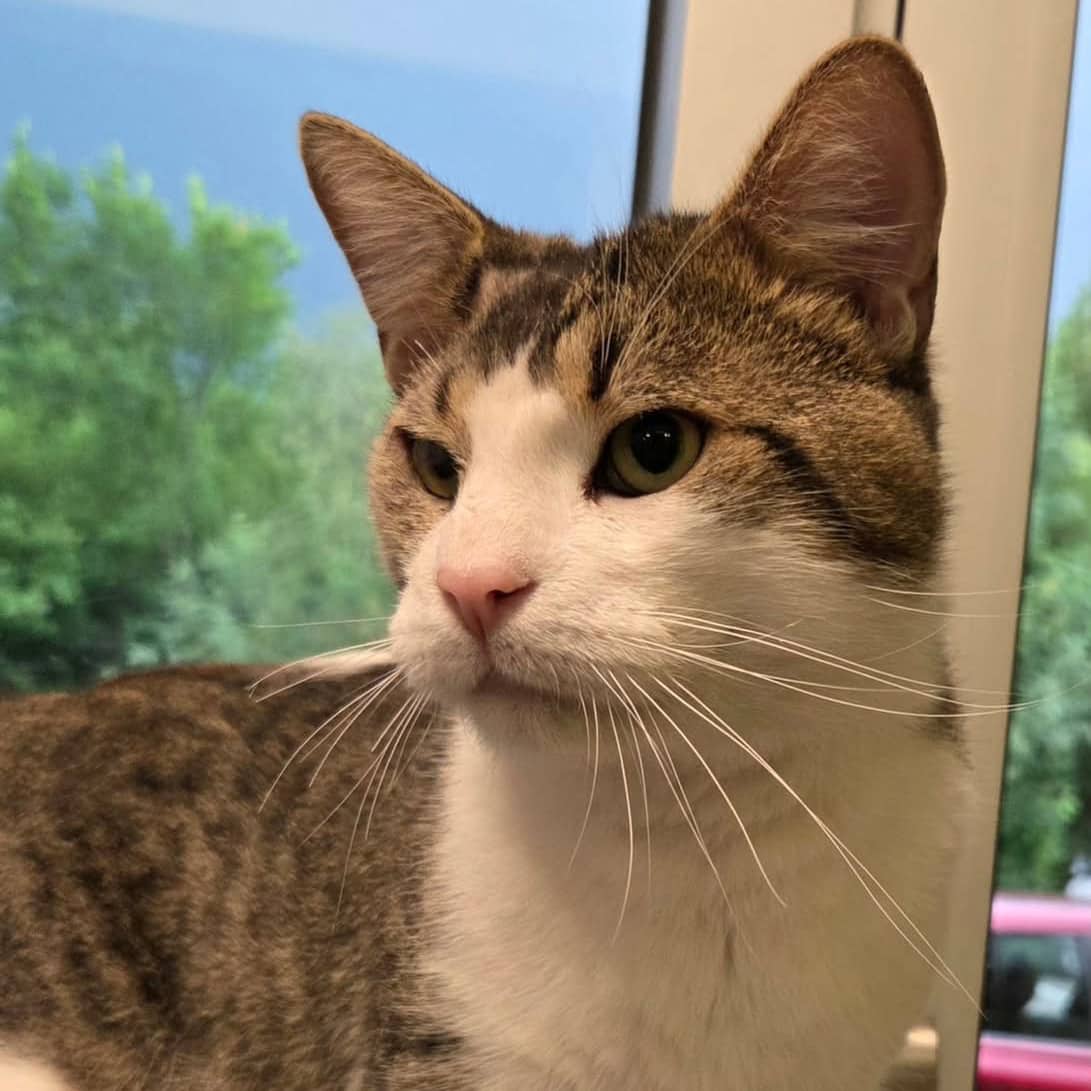Lucifer - Domestic available for adoption