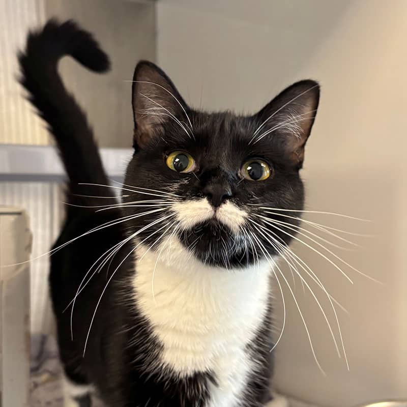 Nelly - Domestic cat available for adoption at SPA de l'Estrie in Sherbrooke