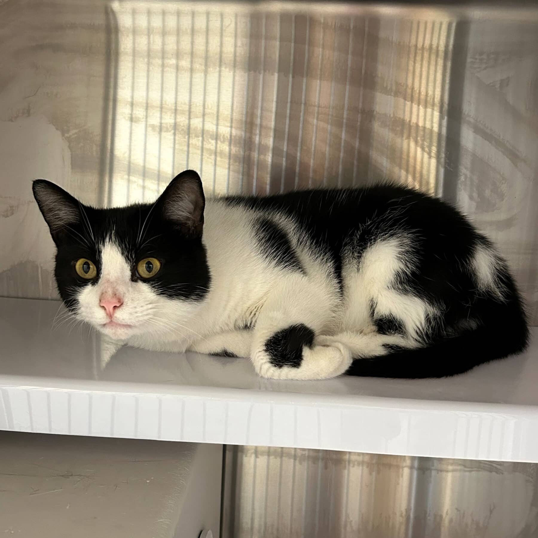 Oréo - Domestic cat available for adoption at SPA de l'Estrie in Sherbrooke