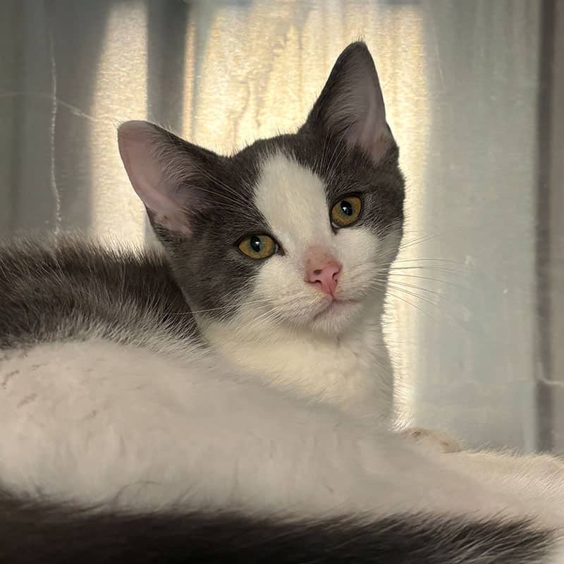 Samoa - Domestic available for adoption